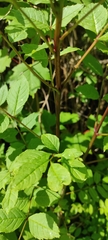 Fraxinus excelsior