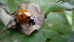 Coccinella septempunctata