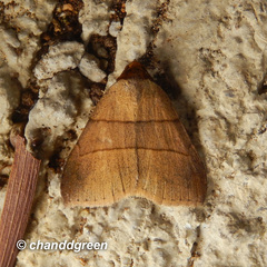 Plecoptera luteiceps