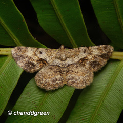 Psilalcis galsworthyi