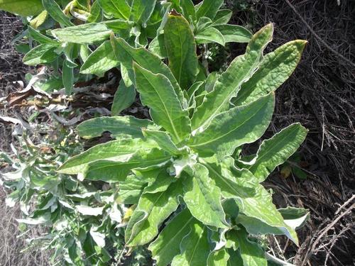 Helichrysum foetidum