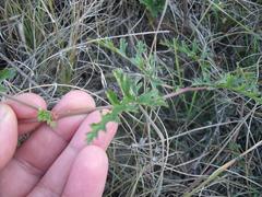 Pelargonium multicaule multicaule