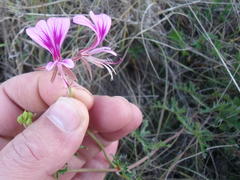 Pelargonium multicaule multicaule