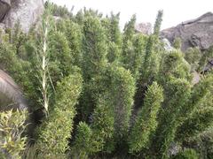 Bergbambos tessellata