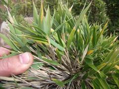 Bergbambos tessellata