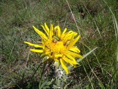 Berkheya decurrens