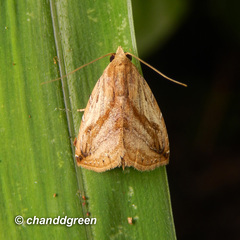 Rivula striatura