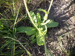Senecio macrocephalus