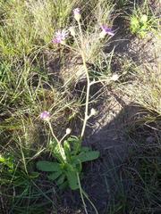 Senecio macrocephalus