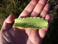 Senecio macrocephalus