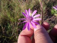 Senecio macrocephalus