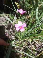 Oxalis bifurca angustiloba