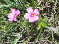 Oxalis bifurca angustiloba
