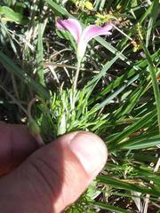 Oxalis bifurca angustiloba