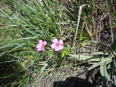 Oxalis bifurca angustiloba