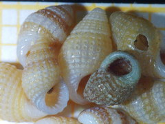Alvania cimex
