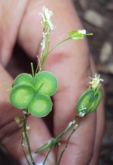 Biscutella raphanifolia