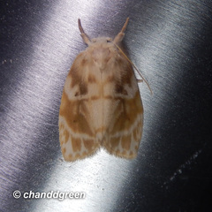 Schistophleps bipuncta