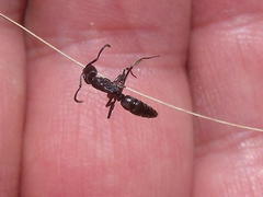 Leptogenys intermedia