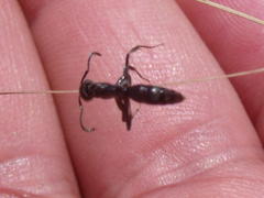 Leptogenys intermedia