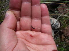 Leptogenys intermedia