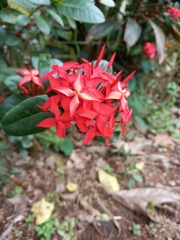 Ixora