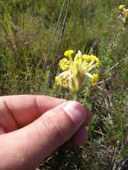 Lasiosiphon anthylloides