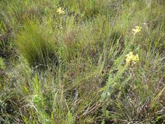 Lasiosiphon anthylloides