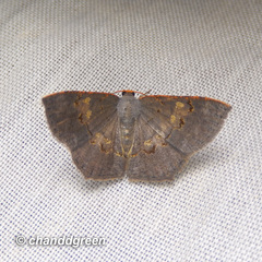Serratophyga subangulata