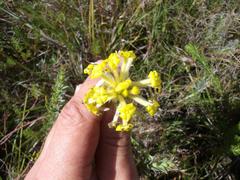 Lasiosiphon anthylloides