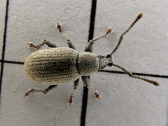 Pseudomeira