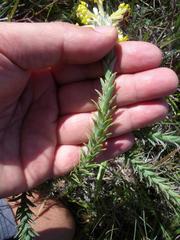 Lasiosiphon anthylloides