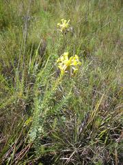 Lasiosiphon anthylloides