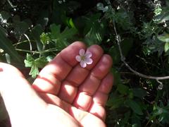 Geranium flanaganii