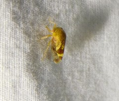 Ophiderma evelyna