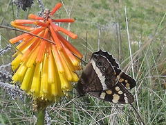 Aeropetes tulbaghia