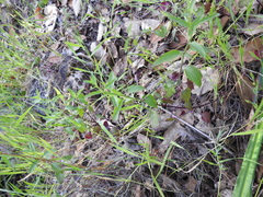 Scutellaria californica