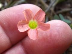 Oxalis stenorrhyncha