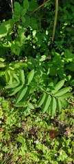 Sambucus ebulus