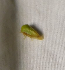 Ophiderma evelyna