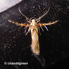 Stathmopoda stimulata