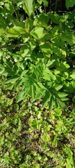 Sambucus ebulus