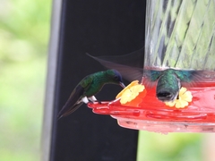 Saucerottia cyanifrons