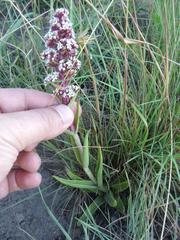 Crassula capitella thyrsiflora