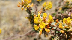 Acmispon dendroideus