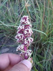 Crassula capitella thyrsiflora