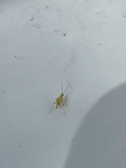 Campyloneura virgula