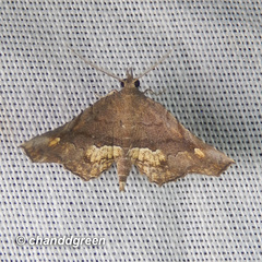 Throana pectinifer