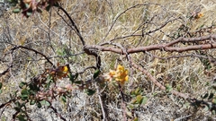 Acmispon dendroideus
