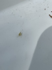 Campyloneura virgula